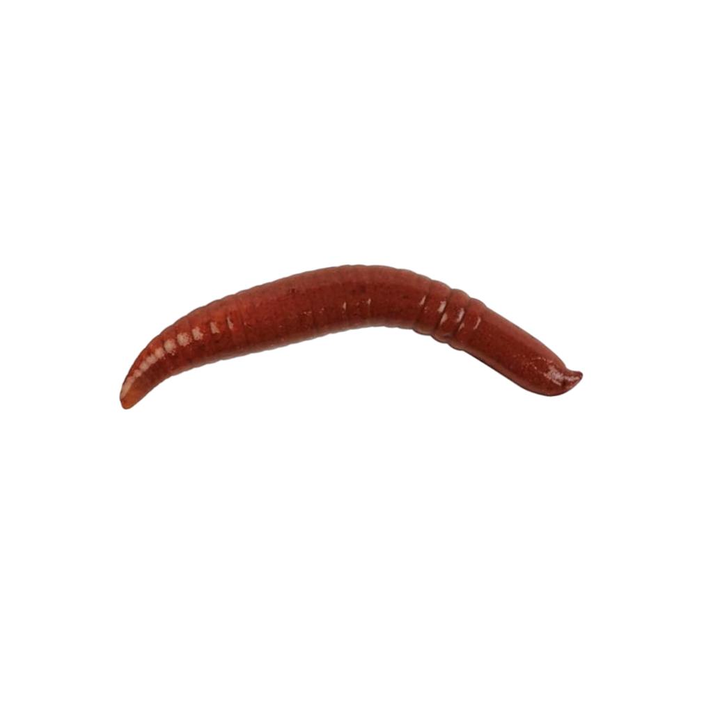 Berkley Gulp Floating Pinched Crawler Nightcrawler soft plastic bait for walleye  and panfish.